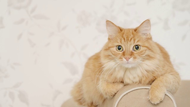 可爱的姜黄色小猫躺在沙发的扶手上。毛茸茸的宠物要睡觉了。舒适的家庭背景视频下载