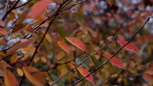 被风吹红的秋叶在树枝上摇摆视频素材