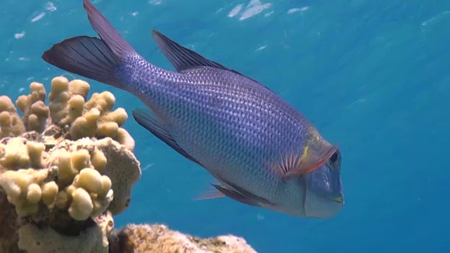 红海的珊瑚礁视频下载