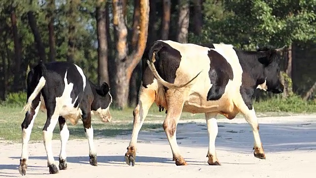 夏天，奶牛带着小牛慢悠悠地走在森林里的小路上视频素材