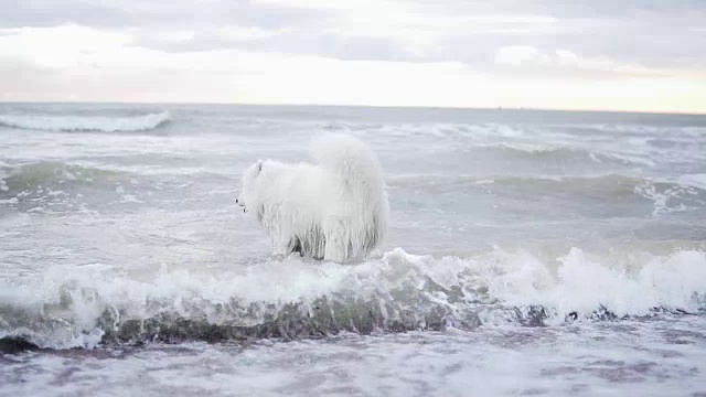 可爱的萨摩耶狗正在海里玩海浪。Slowmotion拍摄视频素材