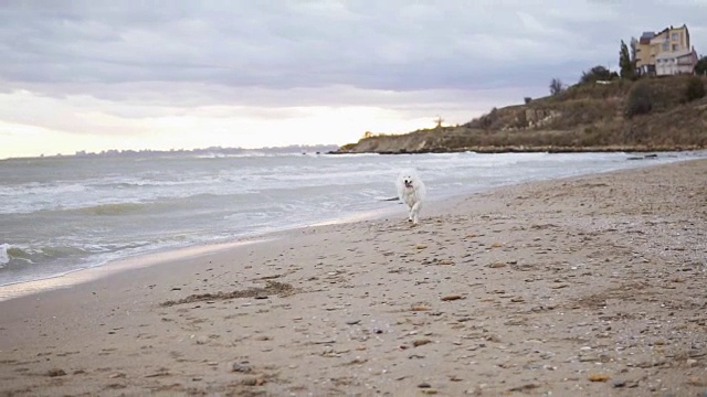 可爱的萨摩耶狗在沙滩上跑向镜头。Slowmotion拍摄视频素材