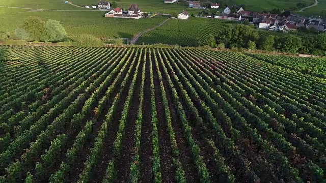 阳光明媚的葡萄园和法国的一个村庄视频下载