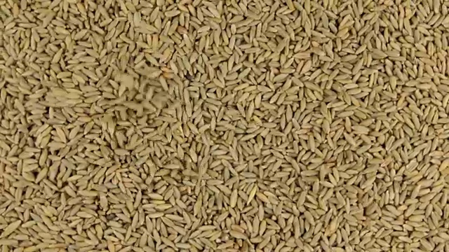 黑麦颗粒落在旋转的绿筛上，填满黑麦背景视频下载