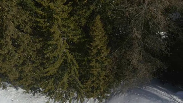 空中无人机飞行建立在积雪阳光充足的森林上空。冬天的雪在野外的山中自然。直接透视旅行探索阿尔卑斯山。4k俯视图视频视频素材