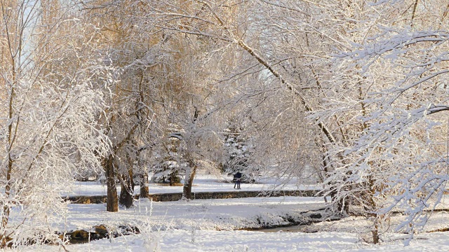 在白雪覆盖的公园里，树后，两个人相遇了视频下载