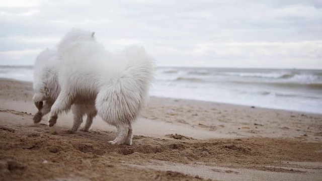一只可爱的萨摩耶狗在沙滩上挖沙子，另一只在周围跑，然后推着第一只。两只可爱的萨摩耶狗在海滩上玩耍。Slowmotion拍摄视频素材