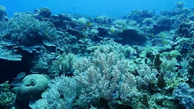 双斑带状鲷鱼，珊瑚礁视频素材