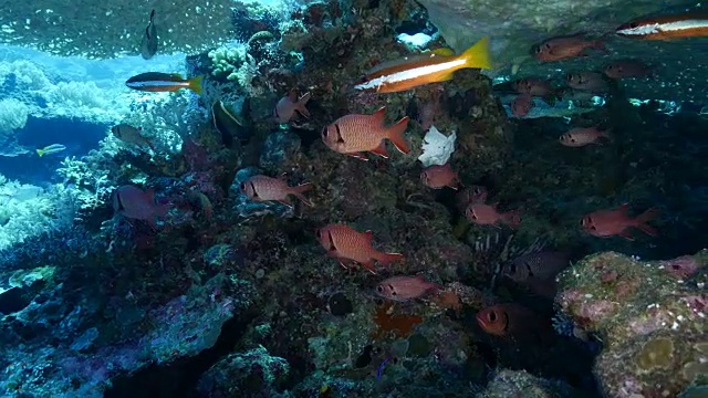 珊瑚下的大眼鱼和双斑带笛鲷视频素材