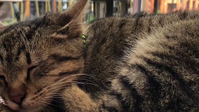 甜蜜的睡眠猫的肖像视频下载