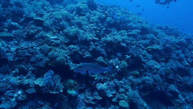 在海底暗礁中游动的鲷鱼视频素材