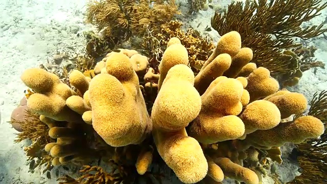 珊瑚礁海景在加勒比海库拉索岛/荷属安的列斯群岛周围视频素材