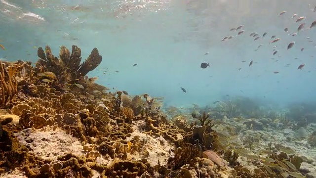 珊瑚礁海景在加勒比海库拉索岛/荷属安的列斯群岛周围视频素材