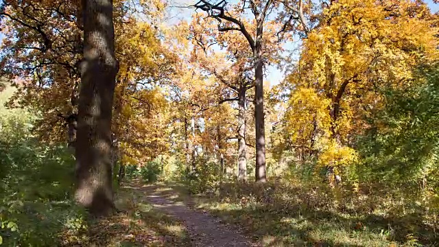 秋天的橡树林。时间流逝。视频素材