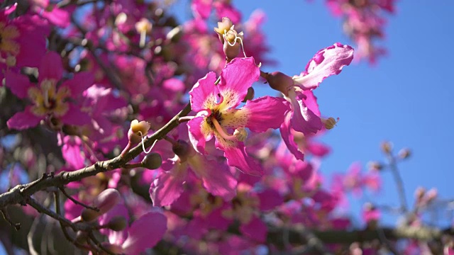 樱花树4K视频素材