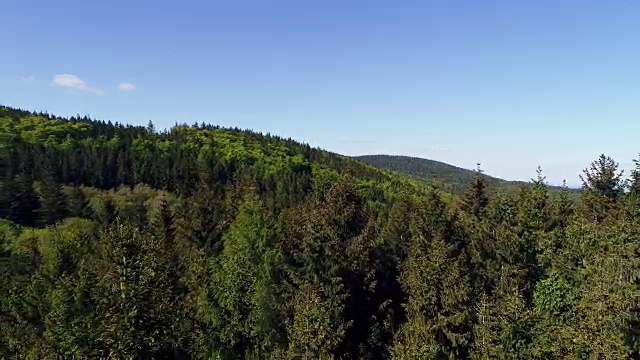 森林从上面-森林鸟瞰图。视频素材