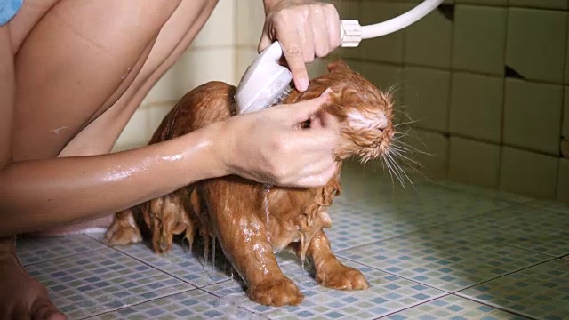 洗澡的猫视频素材