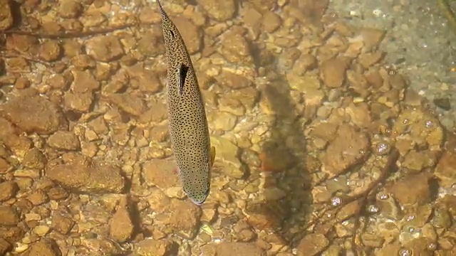 鳟鱼在山间溪流中游泳视频素材