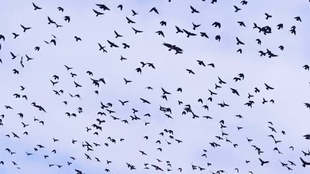 4 k。蓝天白云映衬下，鸟群、乌鸦群居。视频素材