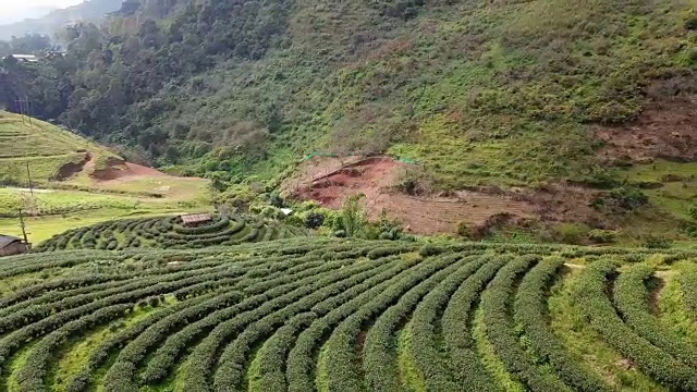 4K美丽的茶园。山地农业采用无人机空中场景视频下载