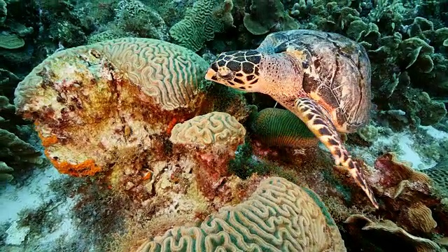 在库拉索岛附近加勒比海的珊瑚礁上的玳瑁海龟视频下载