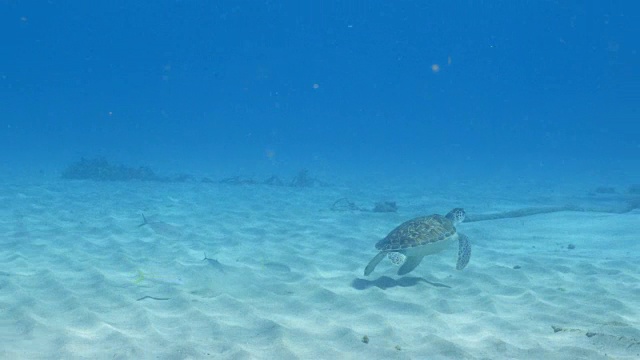 绿海龟在库拉索岛附近的加勒比海珊瑚礁的浅水中游泳视频素材