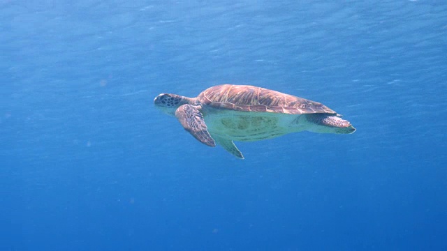绿海龟在库拉索岛附近的加勒比海珊瑚礁的浅水中游泳视频素材