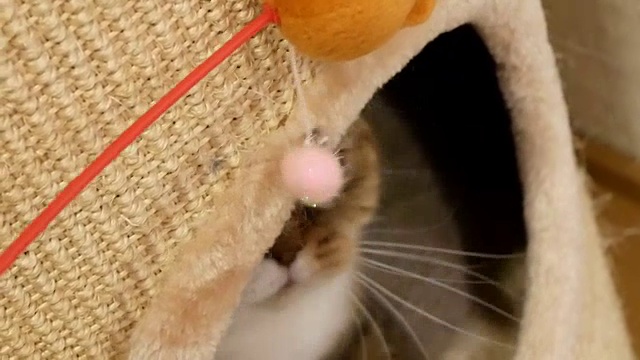 花斑猫在家里玩玩具的动作视频素材