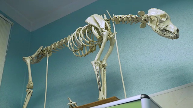 兽医诊所里的狗骨架视频素材