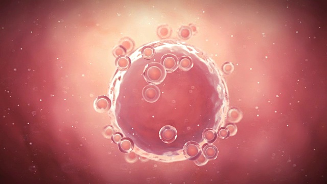 人类的卵细胞视频下载