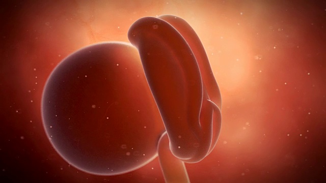 人类胚胎发育视频素材