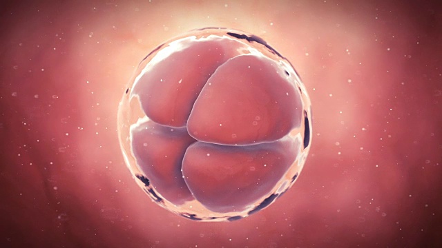 早期人类胚胎视频下载