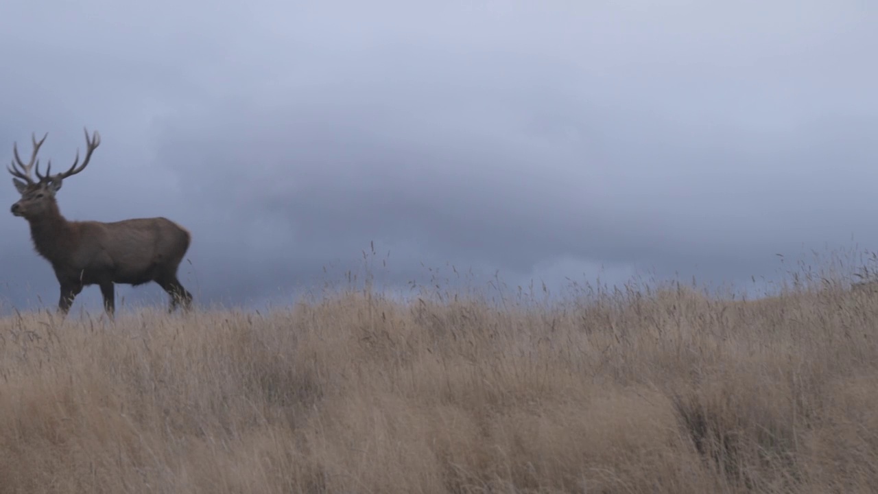 鹿穿过草丛，背景中有暴风雨般的灰色云层/新西兰南岛视频下载