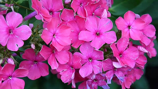 美丽的粉红夹竹桃花序特写。高清视频静态摄像机视频下载
