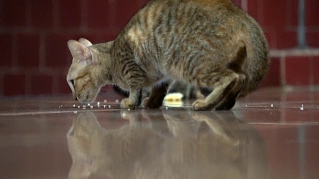 无家可归的猫拍打着别人吃的食物视频素材