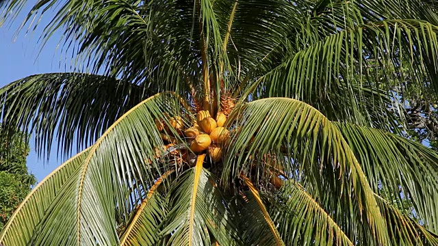 塞舌尔，Mahé岛，Anse Intendance，椰子树视频下载