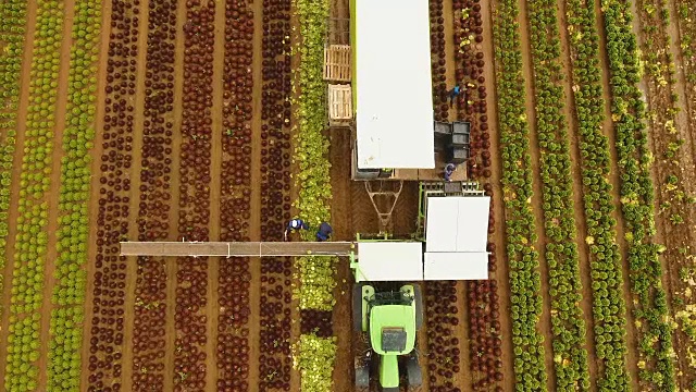 用拖拉机收割卷心菜。田地里有一排排的沙拉视频下载