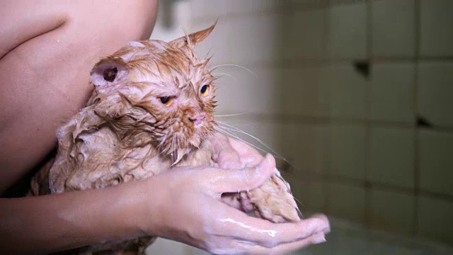 洗澡的猫视频素材