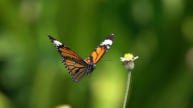蝴蝶飞的慢动作视频素材