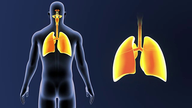 人的肺与身体一起放大视频下载
