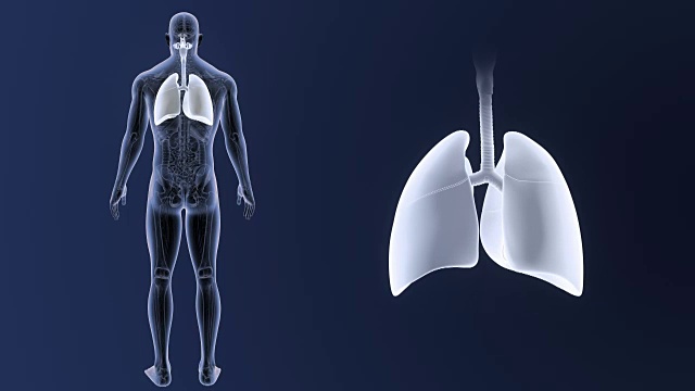 人体肺部在解剖学中放大视频下载