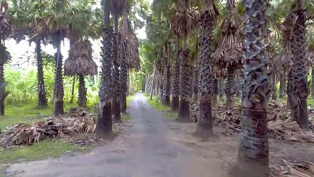 飞进糖棕榈树农场，航拍视频视频素材