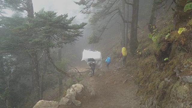 游客们在迷雾笼罩的森林里视频素材