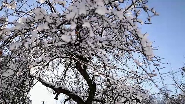 雪花从树枝上飘落，映衬着晴朗的蓝天视频素材