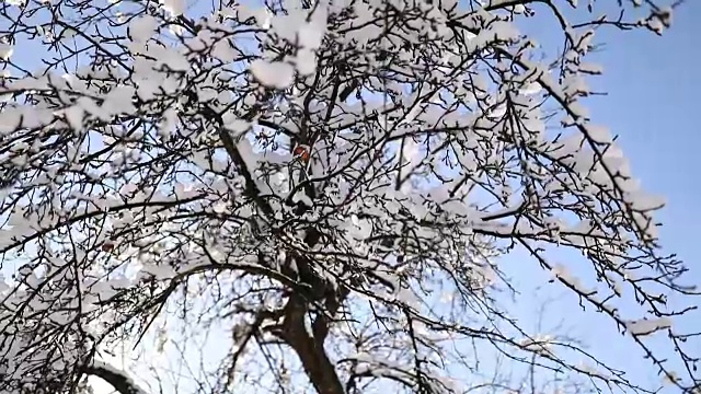 雪花从树枝上飘落，映衬着晴朗的蓝天视频下载