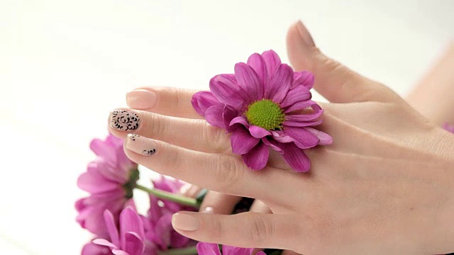 粉红色的菊花在女性精心打扮的手中。视频素材
