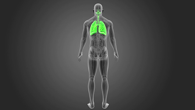 人体肺与解剖学视频下载