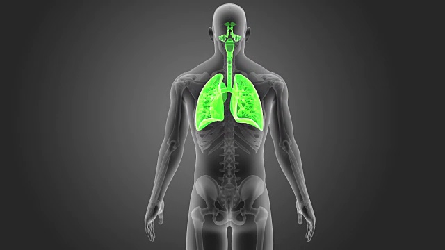 人体肺与骨骼视频下载