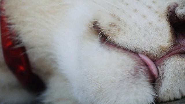 白虎的脸和舌头的近距离舔视频素材