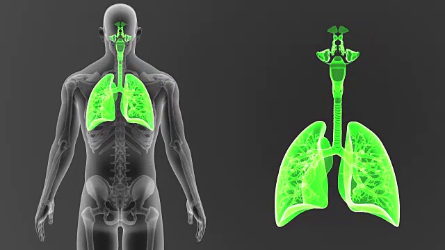 人类的肺和骨骼一起放大视频下载